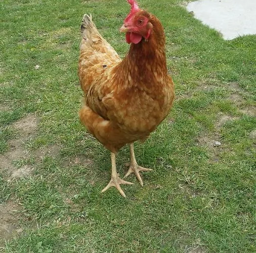 Le Logis Du Prieure Prázdninový dům